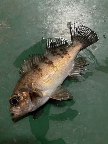 メバルの釣果