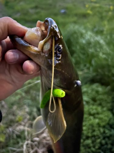 ニホンナマズの釣果