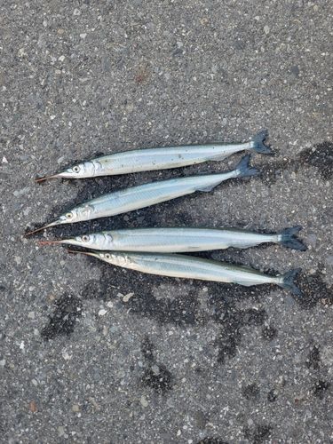 サヨリの釣果