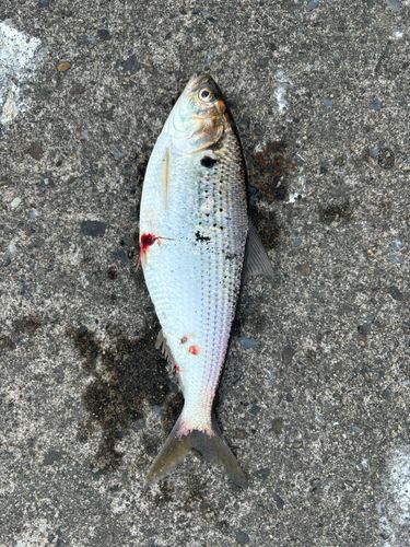 コノシロの釣果