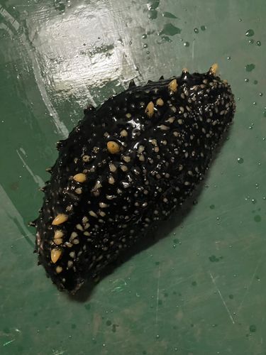 ナマコの釣果