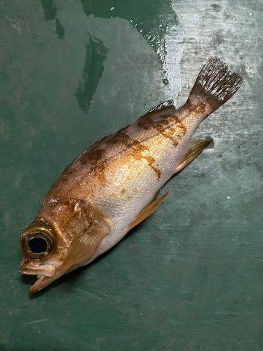メバルの釣果