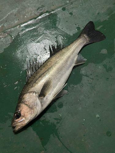 ハネ（マルスズキ）