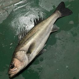 ハネ（マルスズキ）