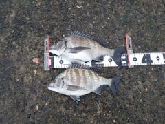 チヌの釣果