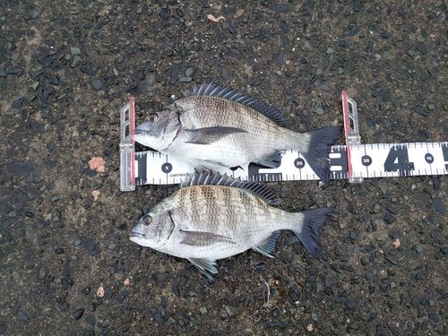 チヌの釣果