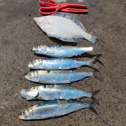 クロガシラガレイ