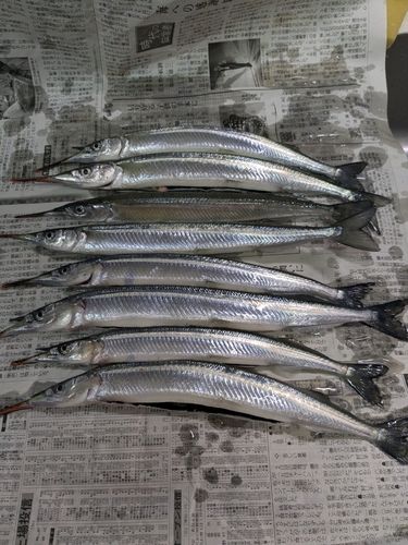 サヨリの釣果