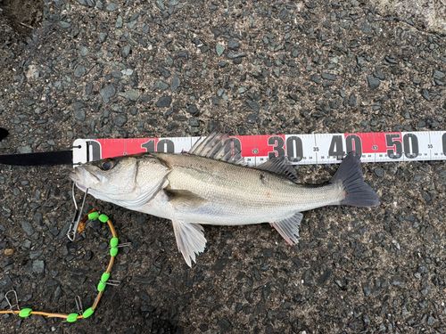 セイゴ（マルスズキ）の釣果