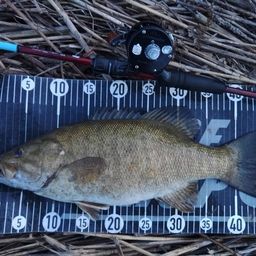 スモールマウスバス