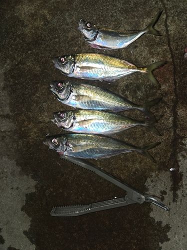 アジの釣果