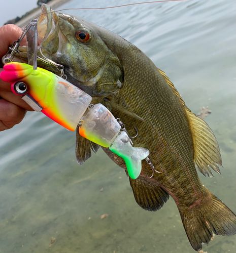 スモールマウスバスの釣果