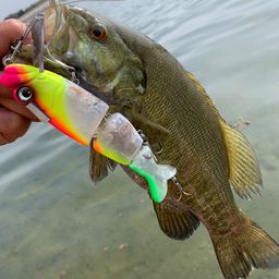 スモールマウスバス