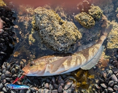 ホッケの釣果
