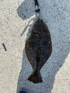 ヒラメの釣果