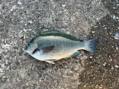 グレの釣果