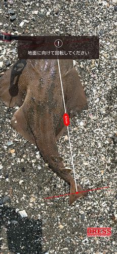 カスザメの釣果