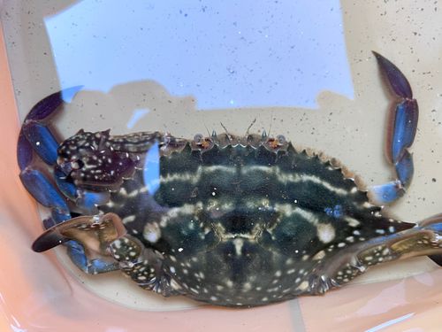 タイワンガザミの釣果