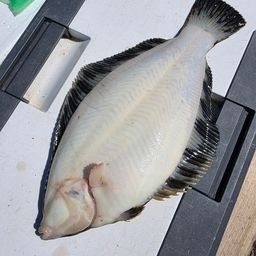 クロガシラガレイ