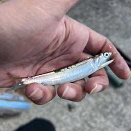 カタクチイワシ