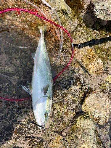 メジロの釣果