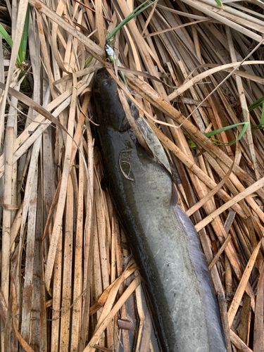 ナマズの釣果