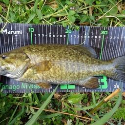 スモールマウスバス