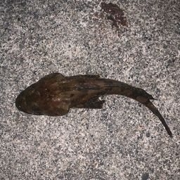 カジカ