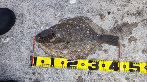 イシガレイの釣果