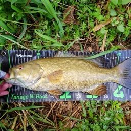 スモールマウスバス