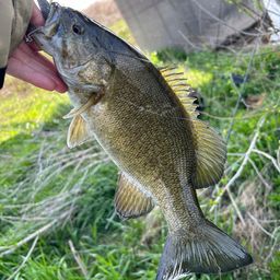 スモールマウスバス