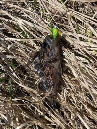 クロソイの釣果