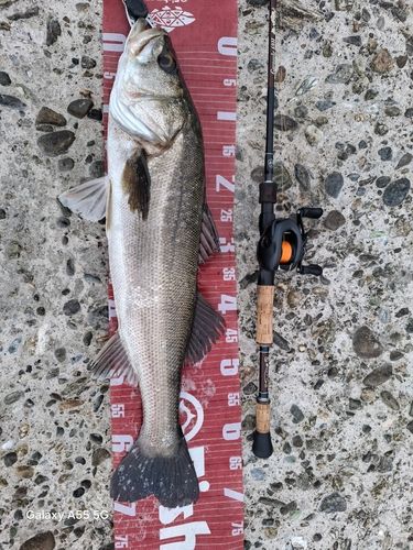 シーバスの釣果