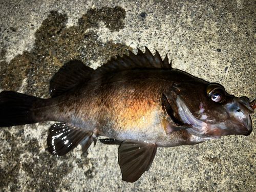 メバルの釣果