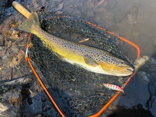 ブラウントラウトの釣果