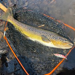 ブラウントラウト