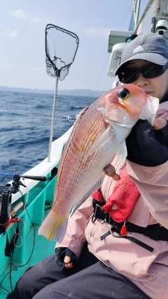 アマダイの釣果