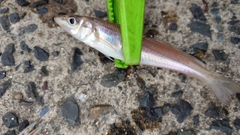 キスの釣果