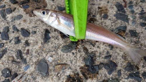 キスの釣果