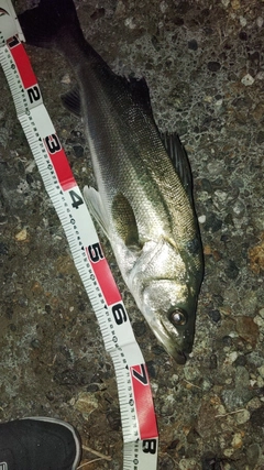 スズキの釣果