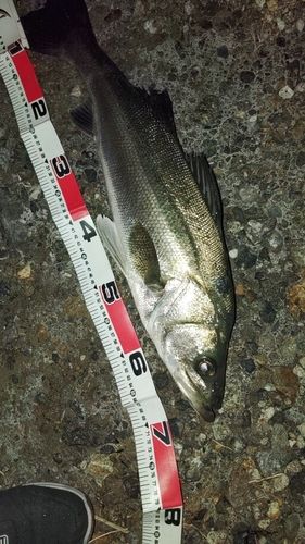 スズキの釣果