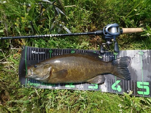 スモールマウスバスの釣果