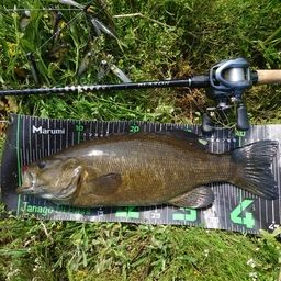 スモールマウスバス