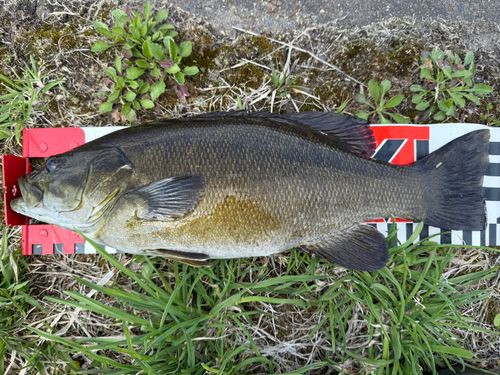 スモールマウスバス