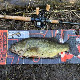 ラージマウスバス