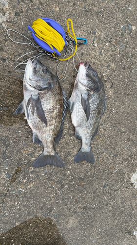 チヌの釣果