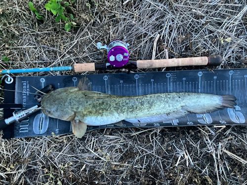 ナマズの釣果