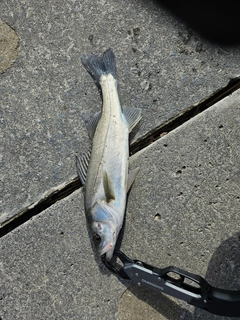 セイゴ（マルスズキ）の釣果