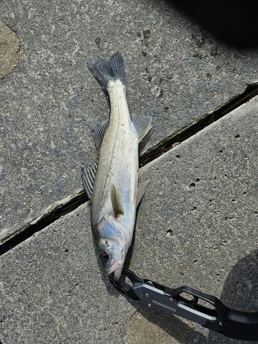 セイゴ（マルスズキ）の釣果