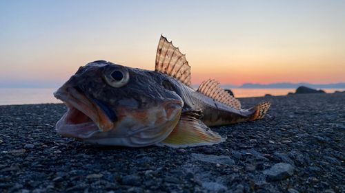 ツマグロカジカの釣果